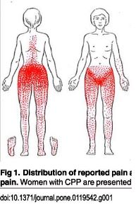 Pelvic Floor referral pattern